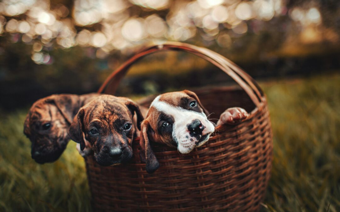 Boredom Busters: Why Playtime Is Essential for Your Pet’s Health